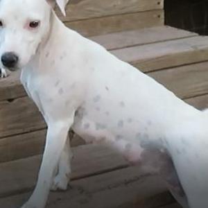 Image of Molly, Lost Dog