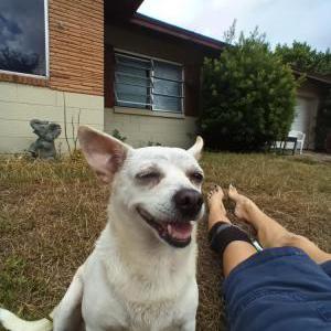 Image of Sassy, Lost Dog