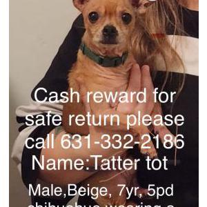 Image of Tatter tot, Lost Dog