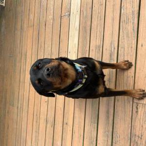 Image of Moxie, Lost Dog