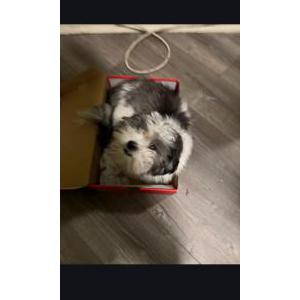 Lost Dog Paris