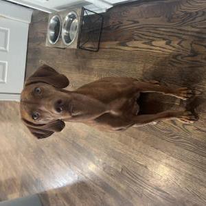 Image of Orla, Lost Dog