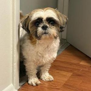 Image of Bella, Lost Dog