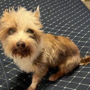 Image of Unknown, Found Dog