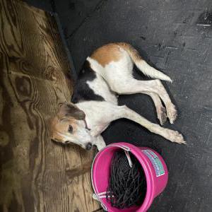 Image of Unknown, Found Dog