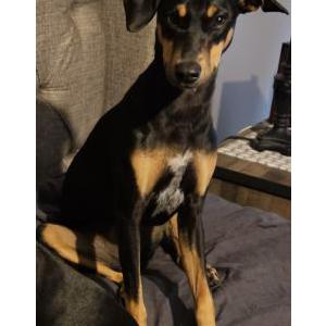 Image of Sophia, Lost Dog