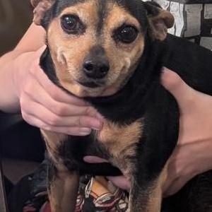 Image of Hita, Lost Dog