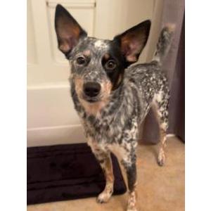 Image of Luna, Lost Dog