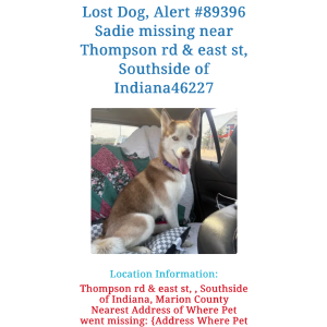 Lost Dog Sadie
