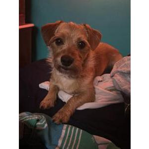 Image of Dallas, Lost Dog