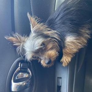 Image of Rocky, Lost Dog