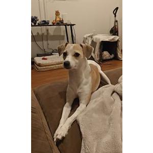 Image of Zoe, Lost Dog