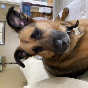 Image of Gorda, Lost Dog