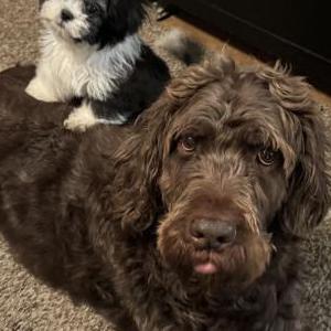 Lost Dog Conrad Smith