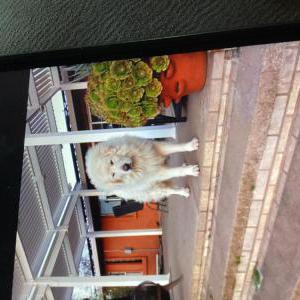 Image of Apollo, Lost Dog