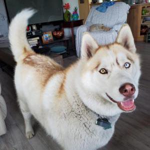 Image of Kody, Lost Dog