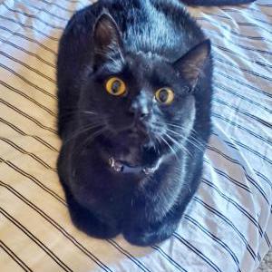 Image of Noctis, Lost Cat