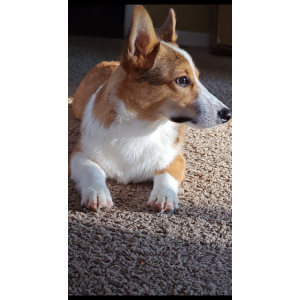 Lost Dog Taco
