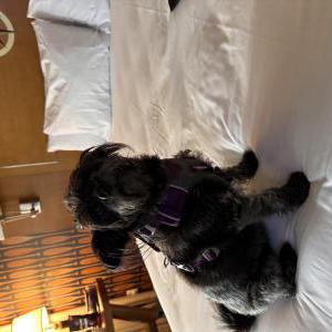 Image of George, Lost Dog
