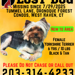 Image of Bridget, Lost Dog