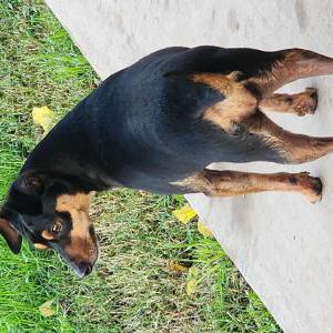 Image of Xena, Lost Dog