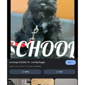 Image of Spidey, Lost Dog