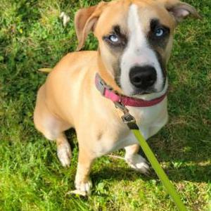Lost Dog Delilah