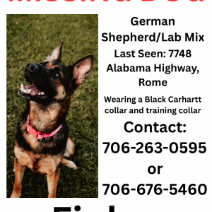 Image of Finley, Lost Dog