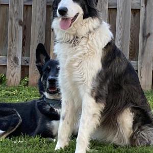 Image of Stella, Lost Dog