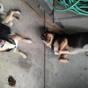 Image of Unknown, Found Dog