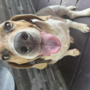 Image of Pirata, Lost Dog