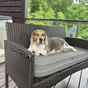 Image of Jack sparrow, Lost Dog