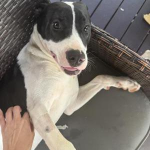 Image of Pirate, Lost Dog