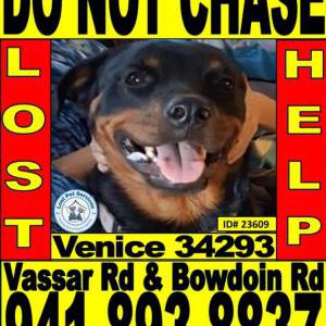 Image of Raven, Lost Dog