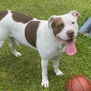 Image of Thor, Lost Dog