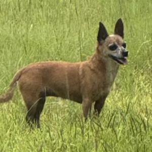 Image of unknown, Found Dog