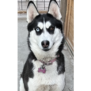 Image of Princess, Lost Dog