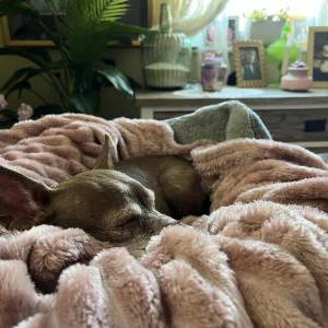 Image of Ruby, Lost Dog