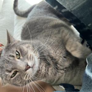 2nd Image of Nikita, Lost Cat