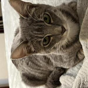 Image of Bonnie, Lost Cat