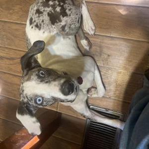 Image of Homer, Lost Dog