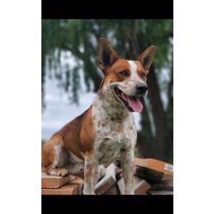 Image of Gadsden, Lost Dog