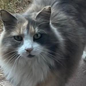 Image of Lexi, Lost Cat