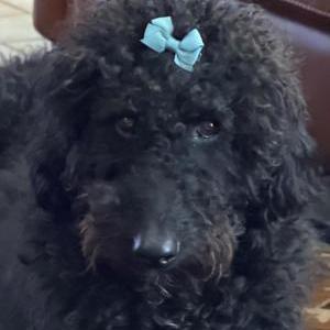 Image of Sunny, Lost Dog