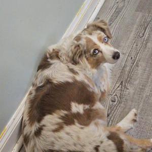 Image of Moo, Lost Dog