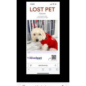 Image of Coconut, Lost Dog