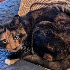 Image of Sophie, Lost Cat