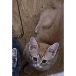 Image of Ace aka Babies, Lost Cat