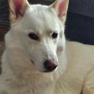 Image of Unknown, Found Dog