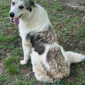 Image of Unknown, Found Dog